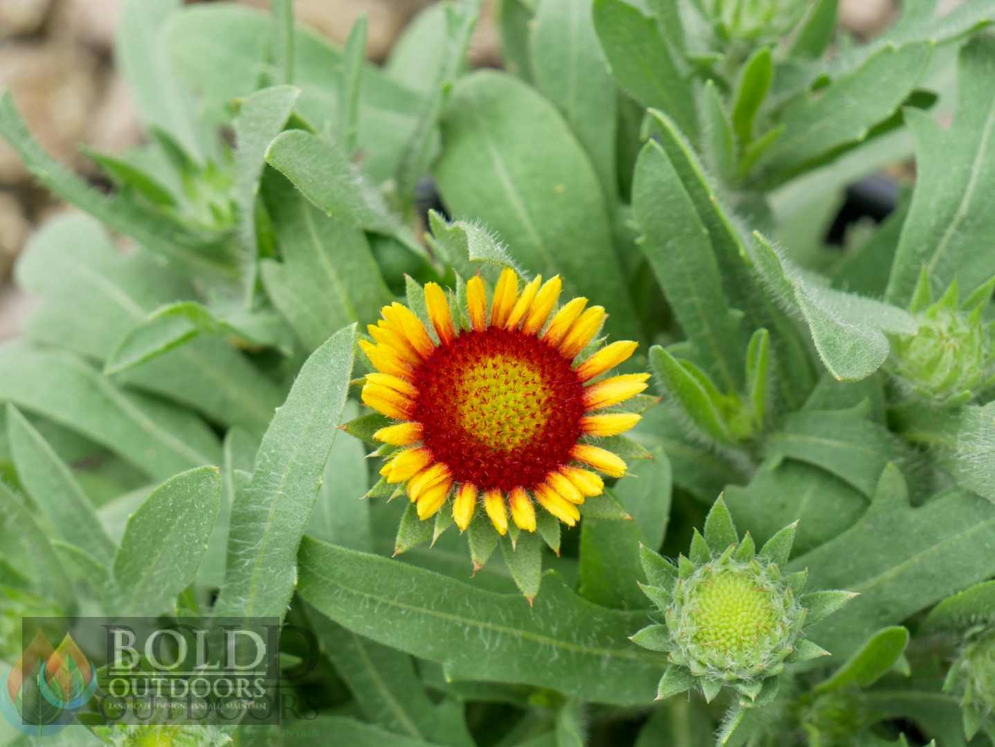 Arizona Sun Blanket Flower