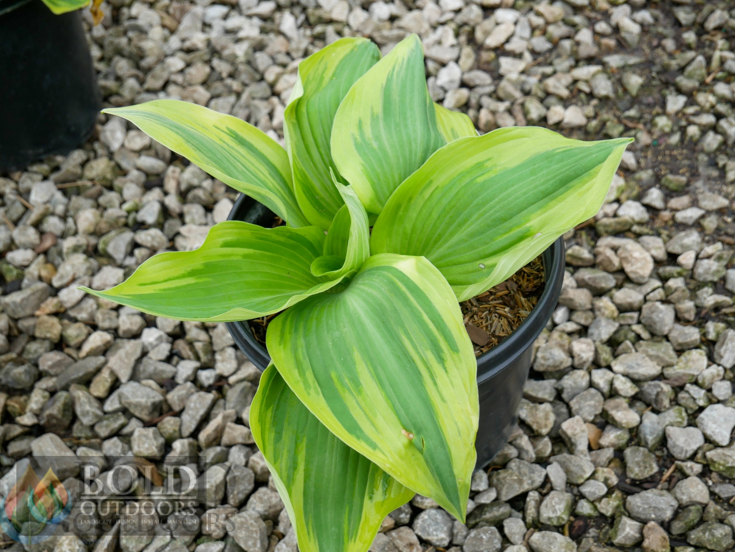 Earth Angel Hosta