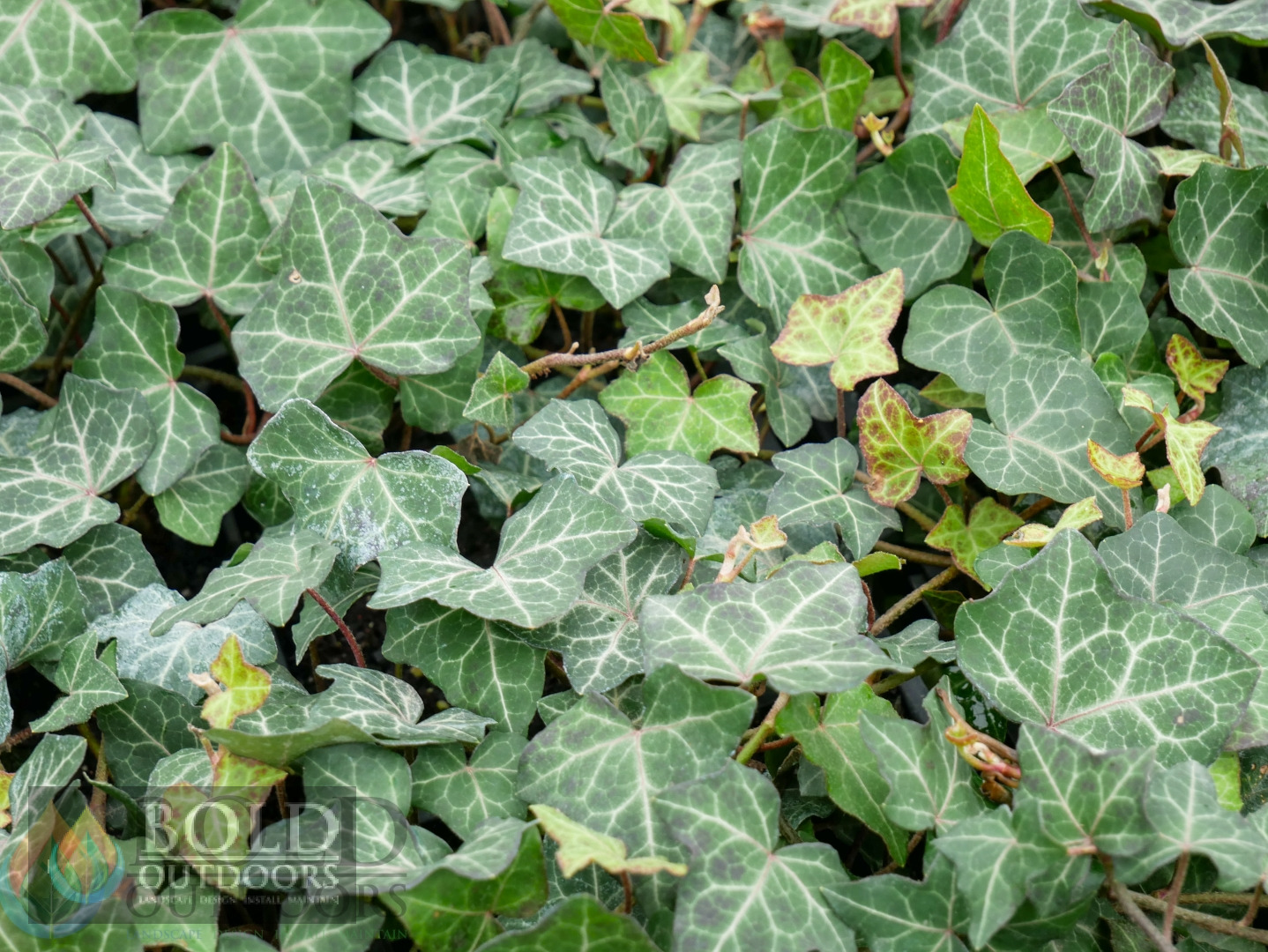 Baltic English Ivy