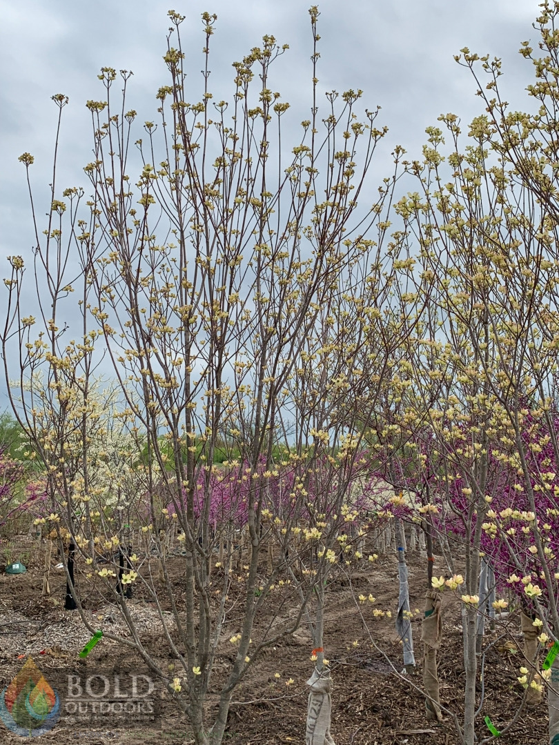 Cherokee Princess Dogwood