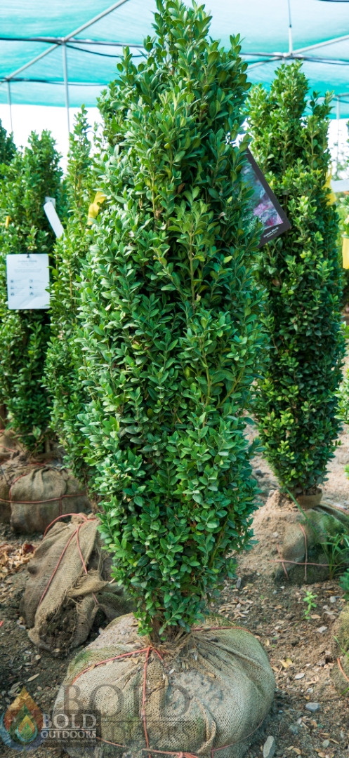 Graham Blandy Boxwood