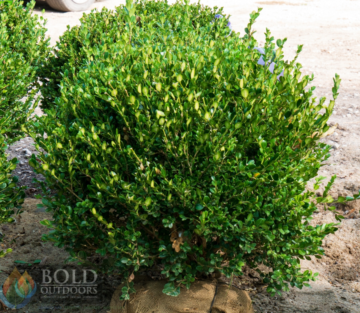 Winter Gem Boxwood