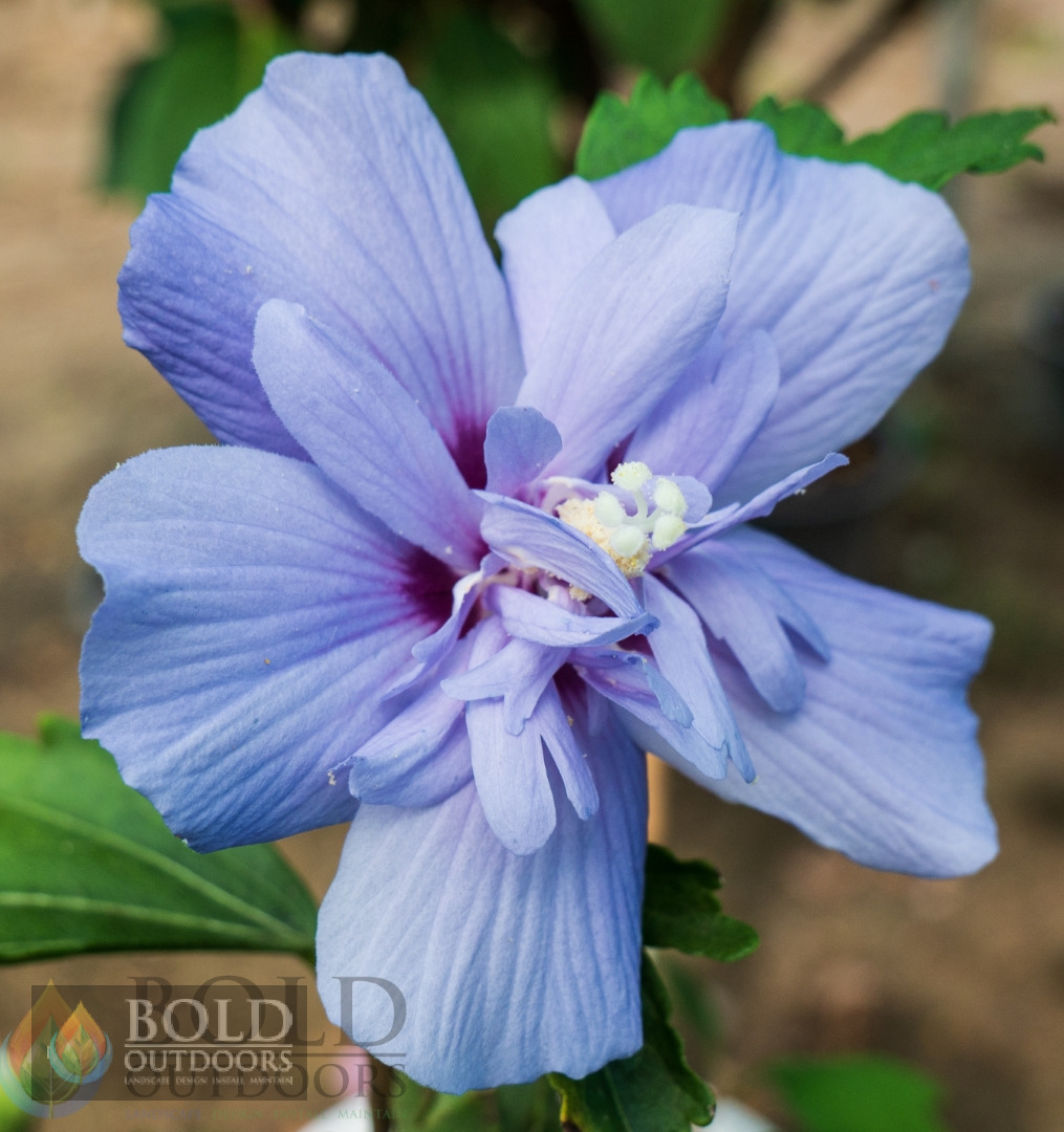 Blue Satin Althea
