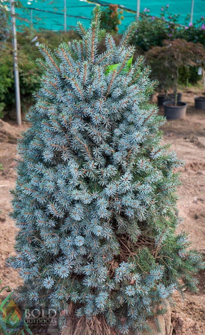 Dwarf Serbian Spruce