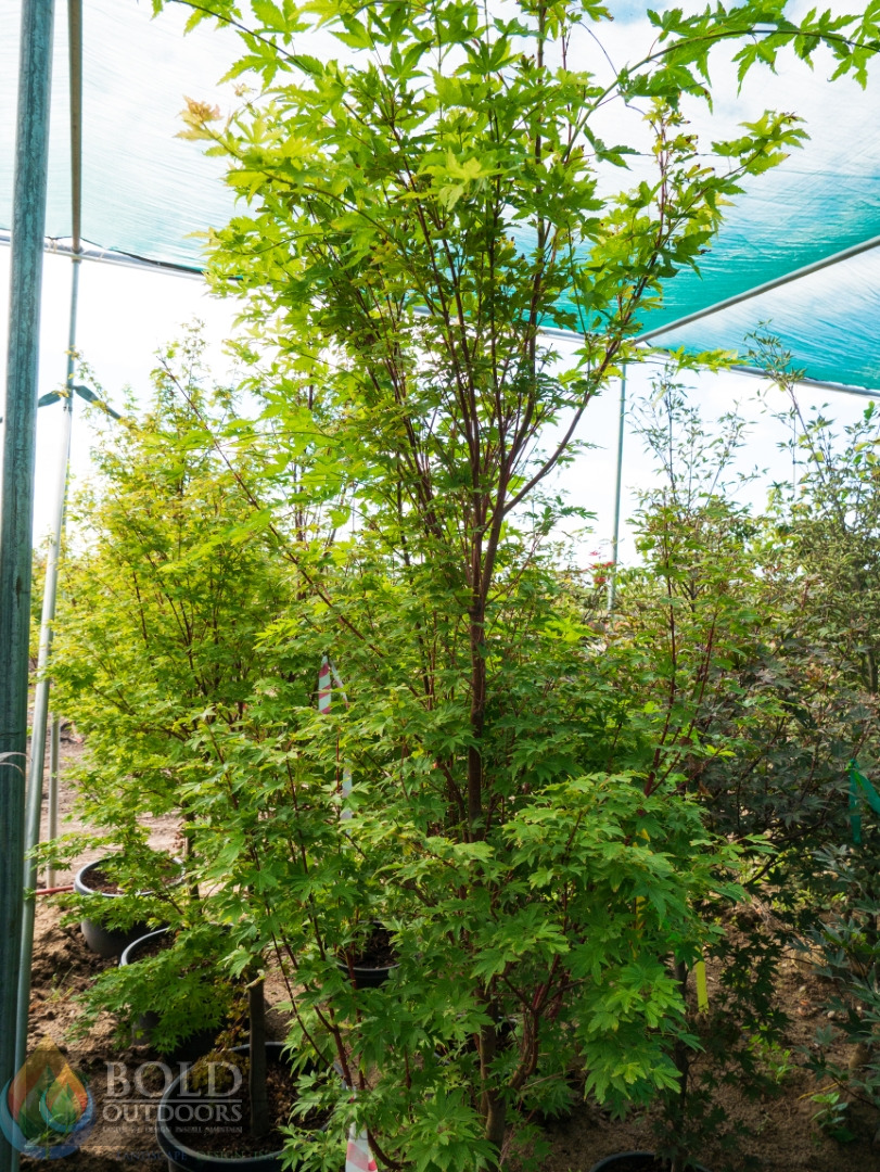 Coralbark Japanese Maple