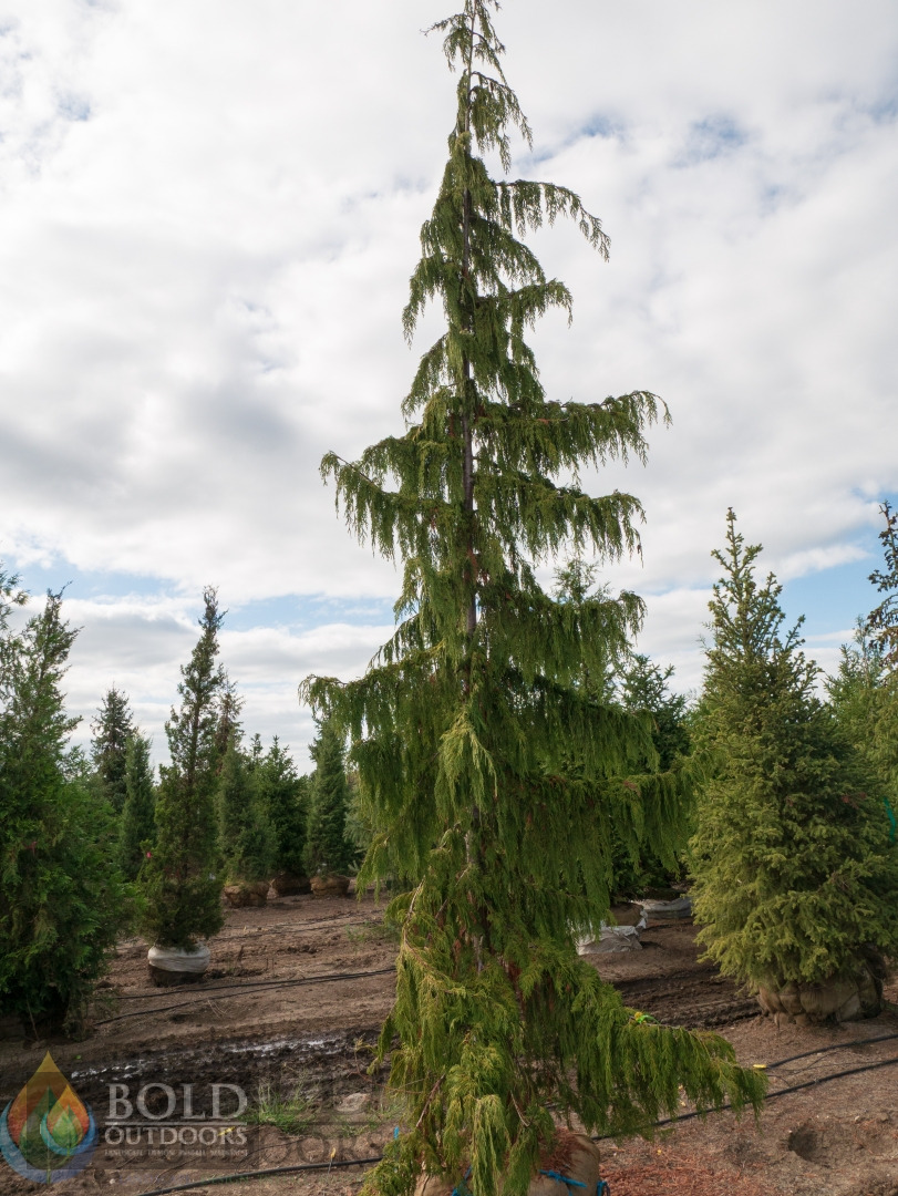 Weeping Alaskan Cedar