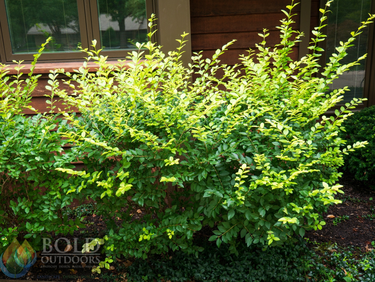 Vicary Golden Privet