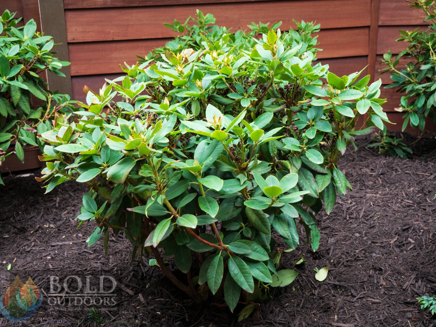 Edith Bosley Rhododendron