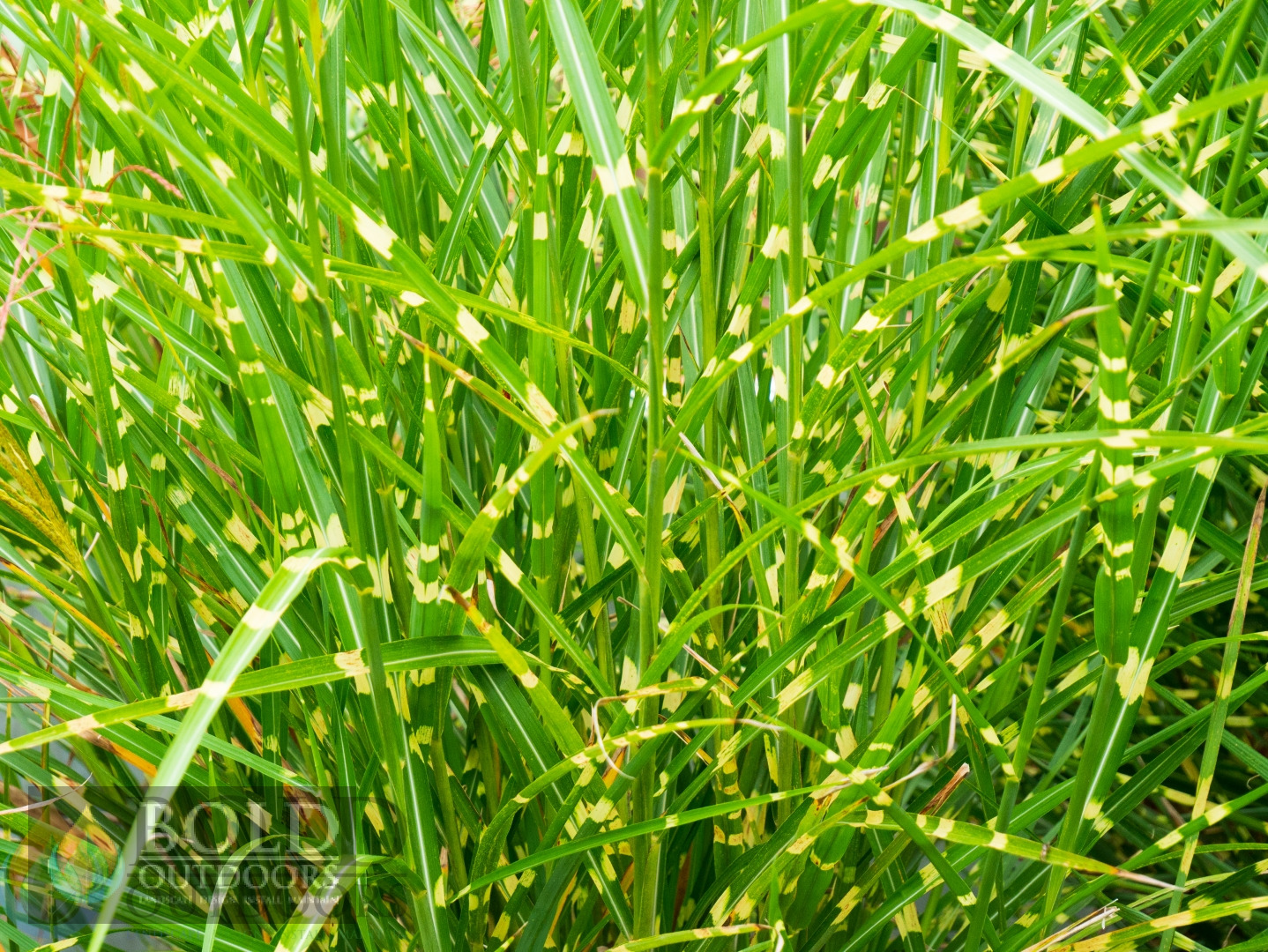 Zebra Maiden Grass