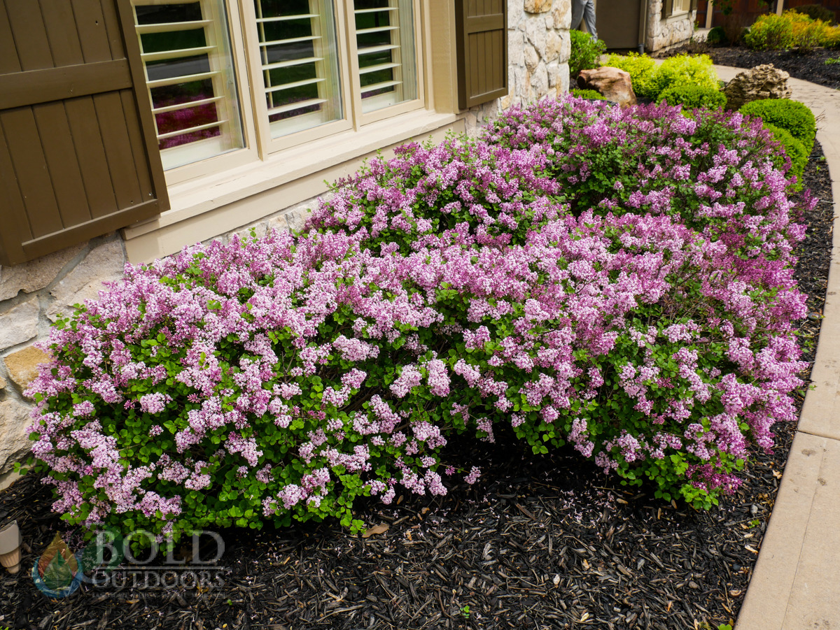 Bloomerang Purple Lilac