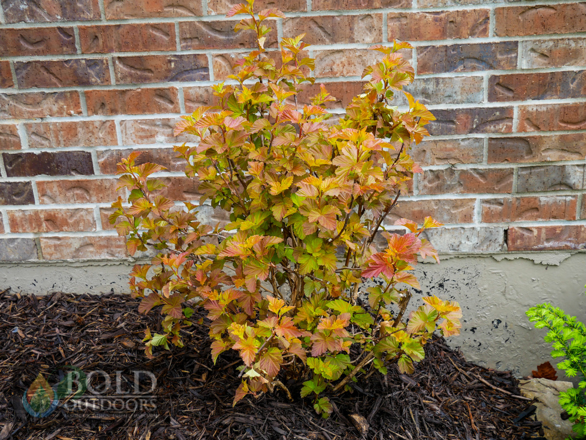 Amber Jubilee Ninebark