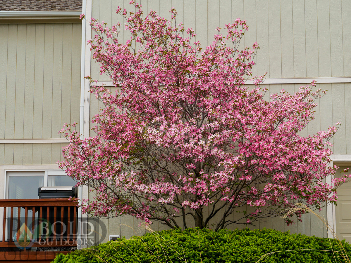 Pink Flowering Dogwood