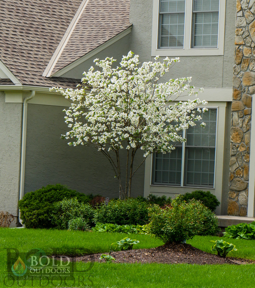 White Flowering Dogwood