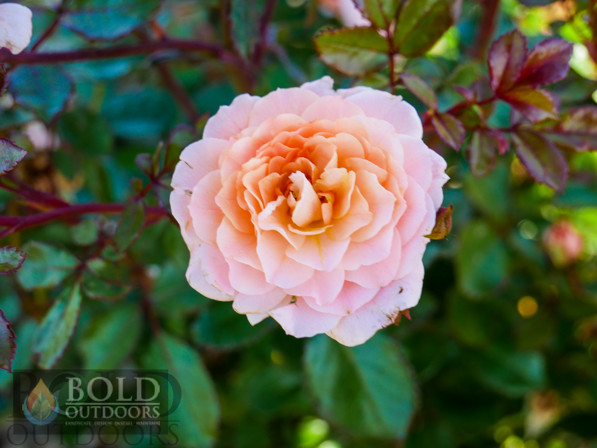 Apricot Drift Rose