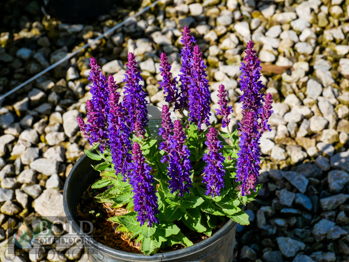 Sensation Deep Blue Salvia