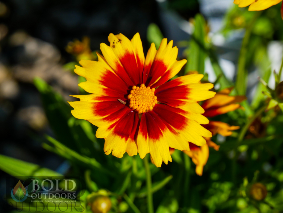 UpTick™ Gold & Bronze Coreopsis