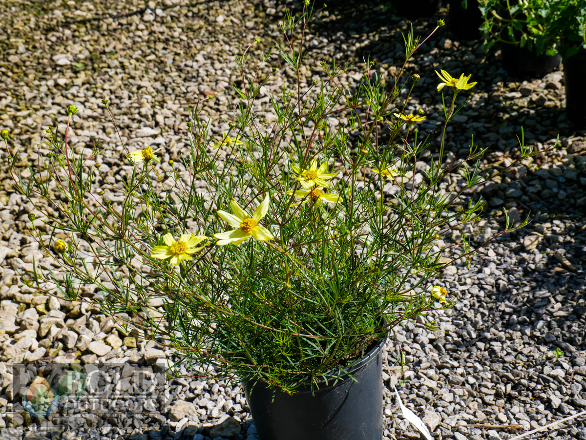 Moonbeam Coreopsis