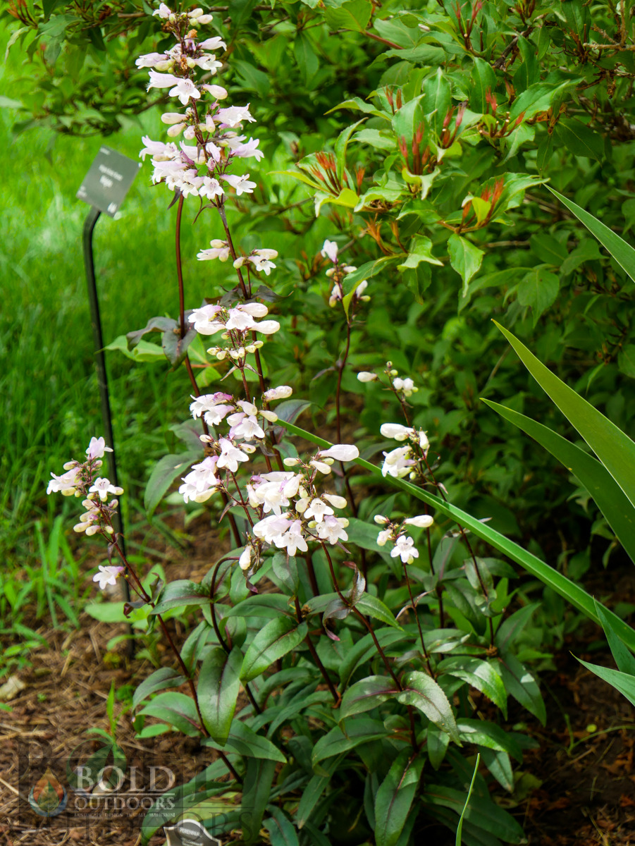 Blackbeard Penstemon