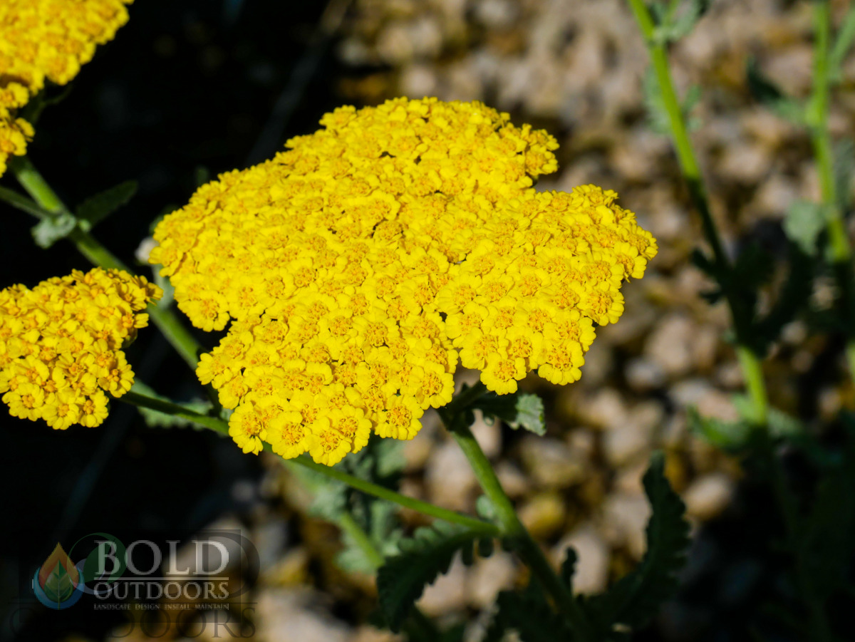Moonshine Yarrow