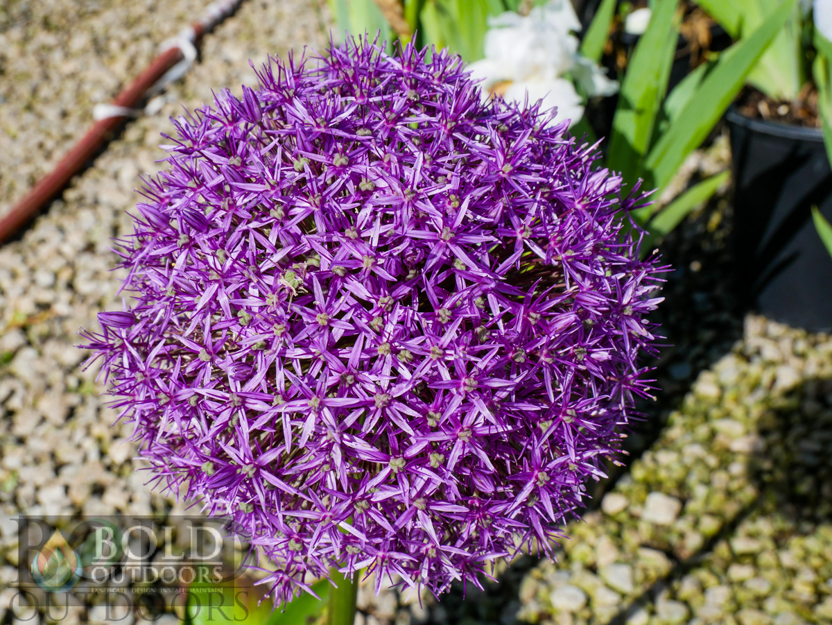 Globemaster Allium