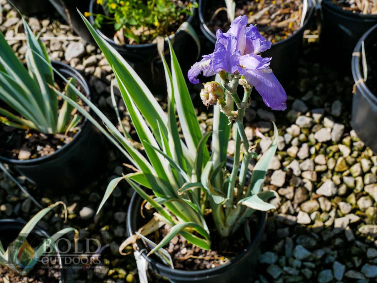 Zebra Siberian Iris White Variegated
