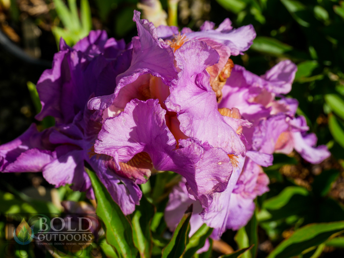 Jennifer Rebecca Bearded Iris