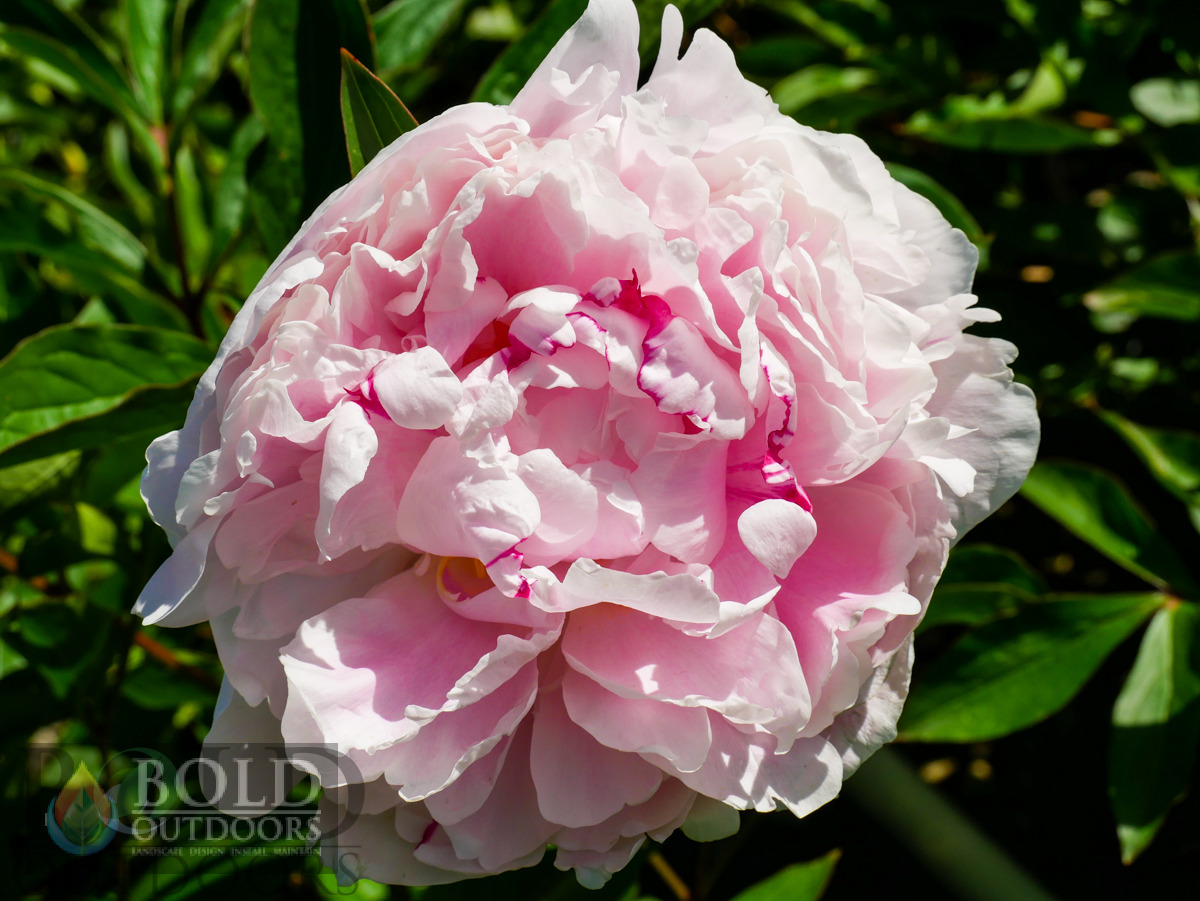 Sarah Bernhardt Peony
