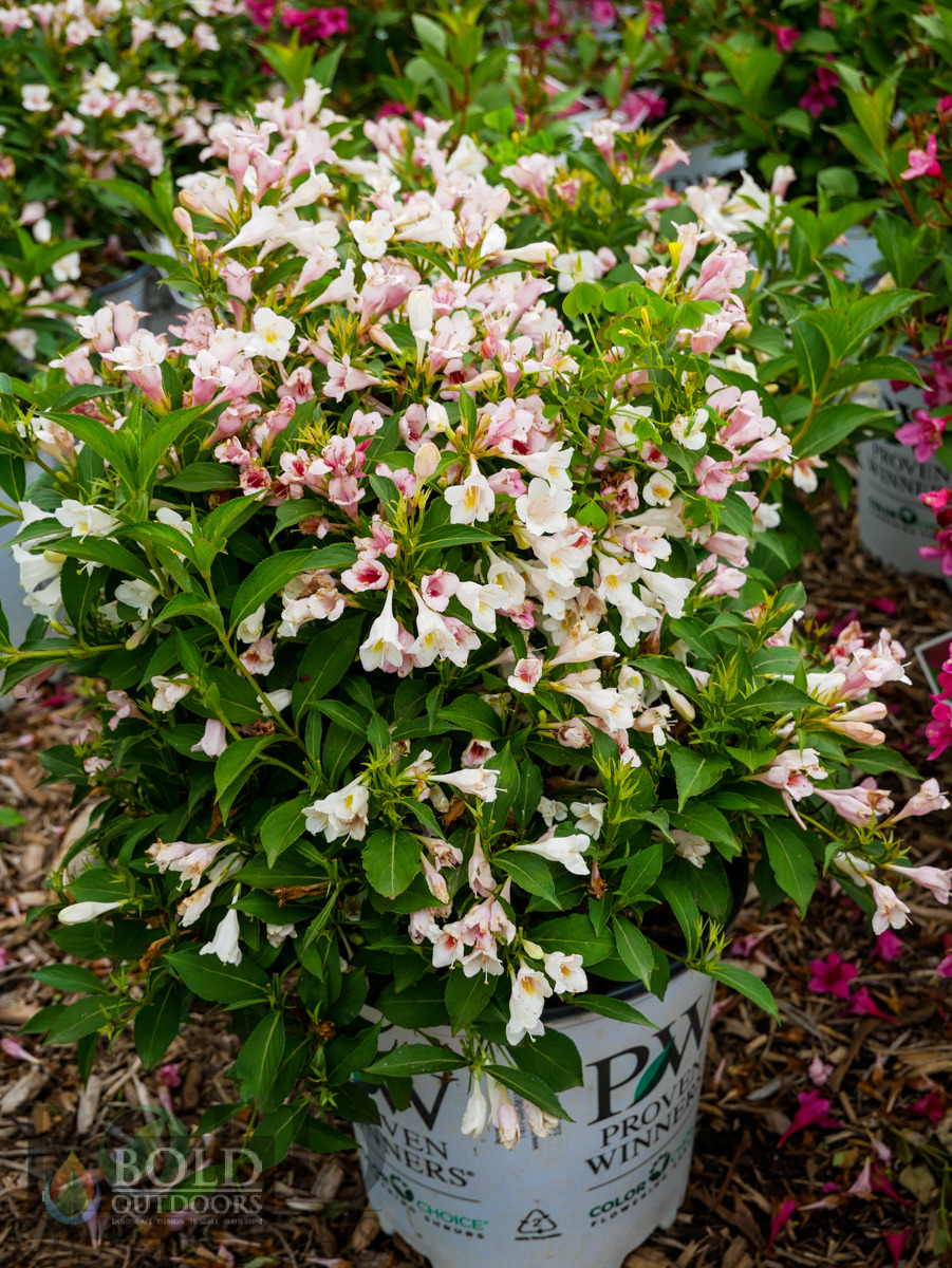 Sonic Bloom® Pearl Weigela