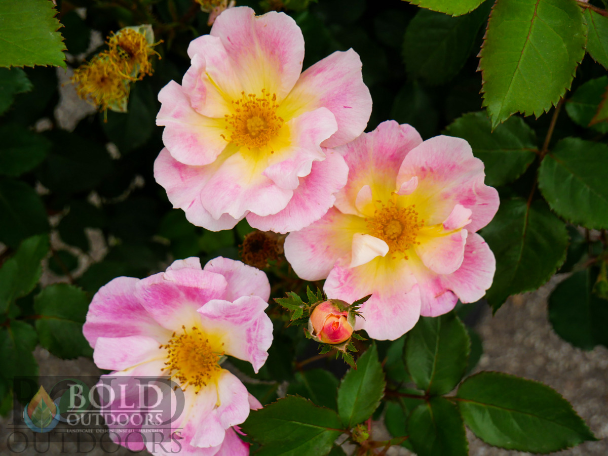 Watercolors Home Run Rose