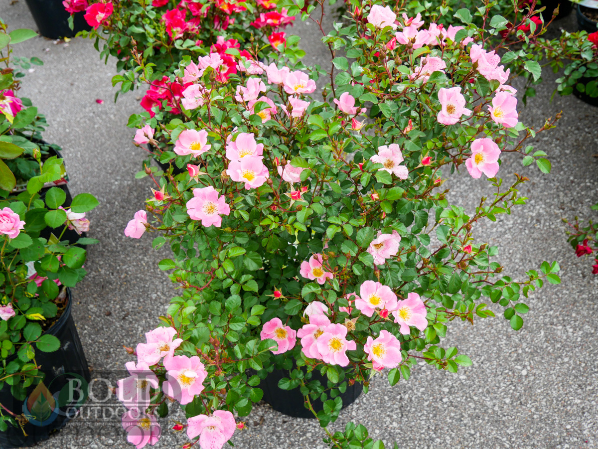 Carefree Delight Rose
