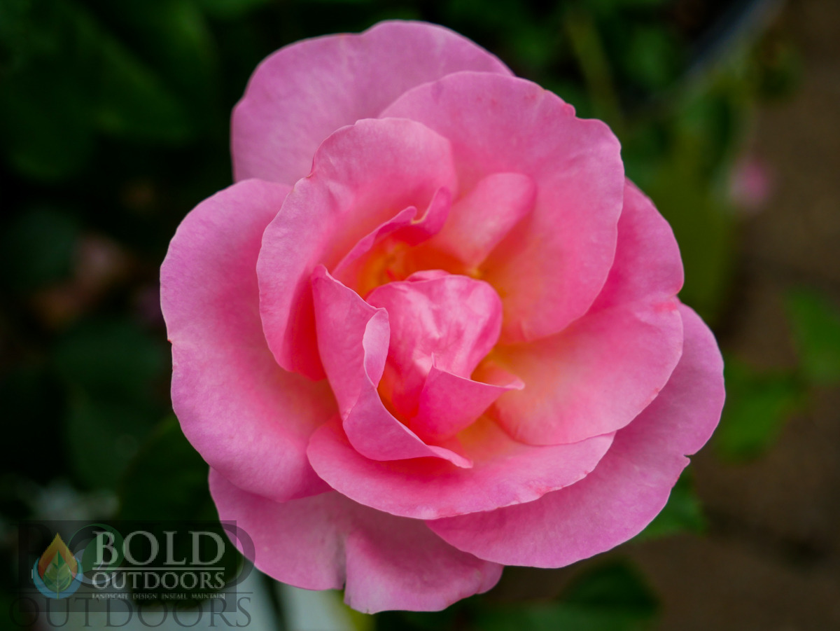 Peachy Knock Out Rose