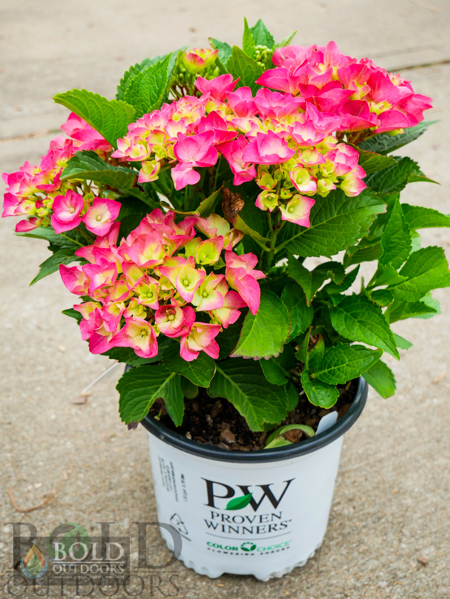 Cityline Paris Hydrangea