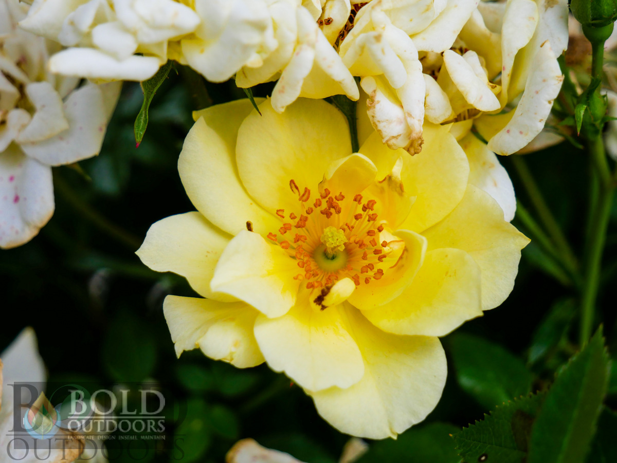 Lemon Drift Rose