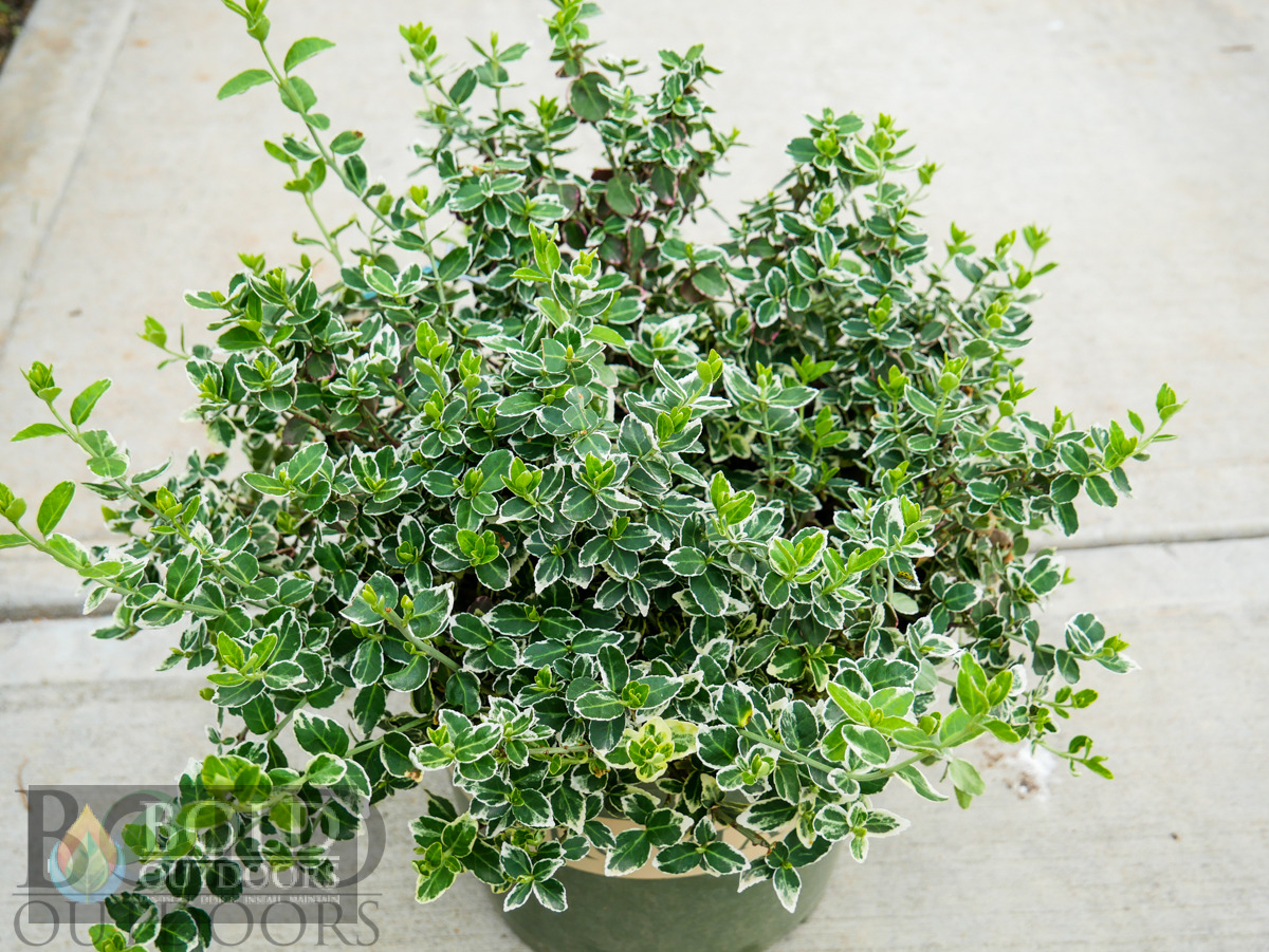 Emerald Gaiety Wintercreeper