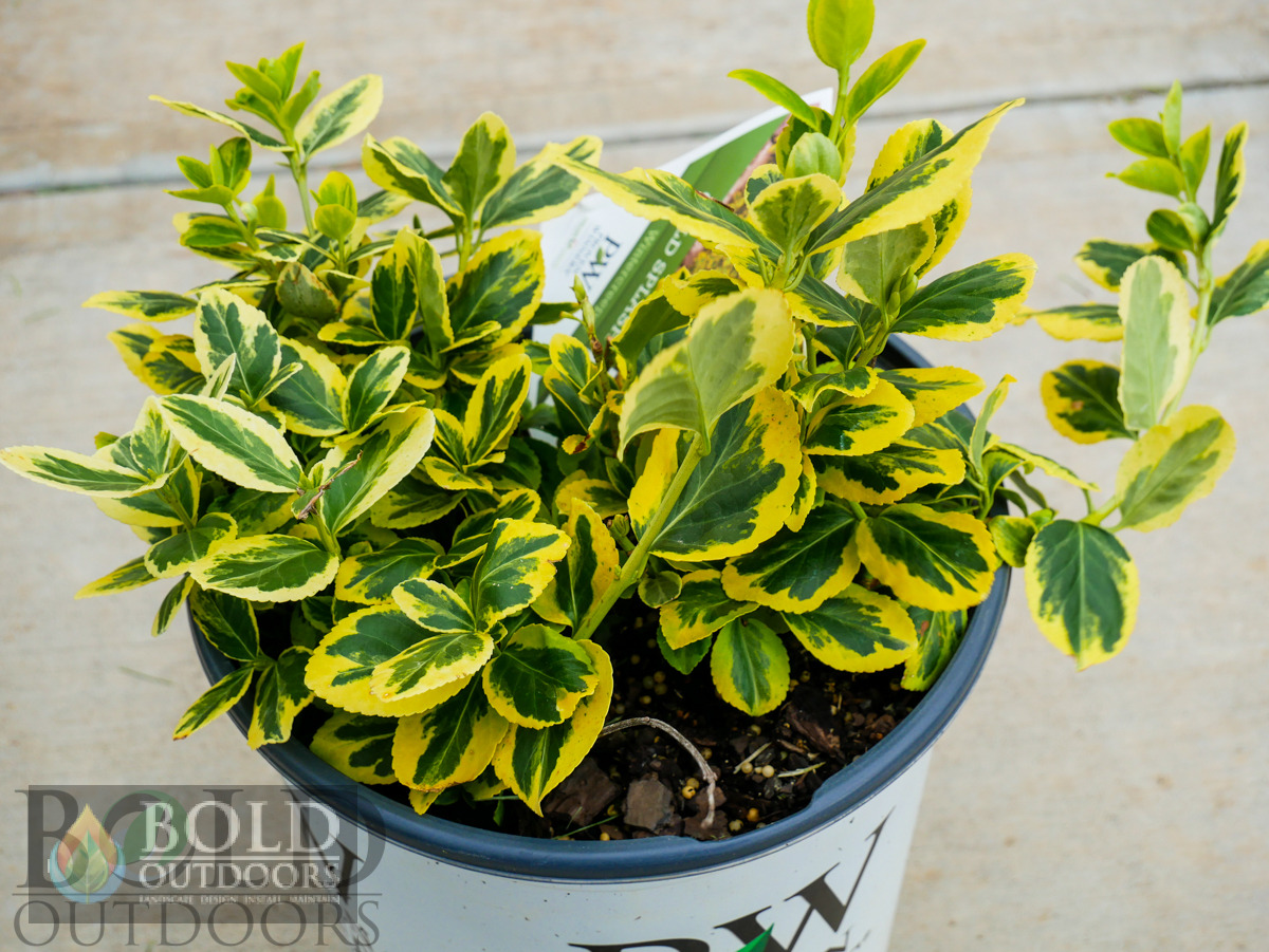 Gold Splash Wintercreeper