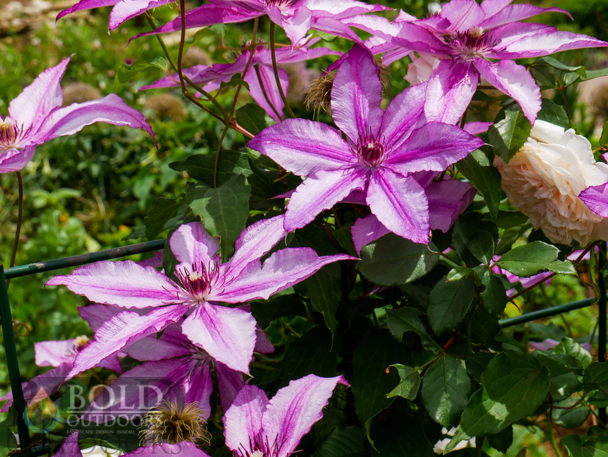 John Warren Clematis