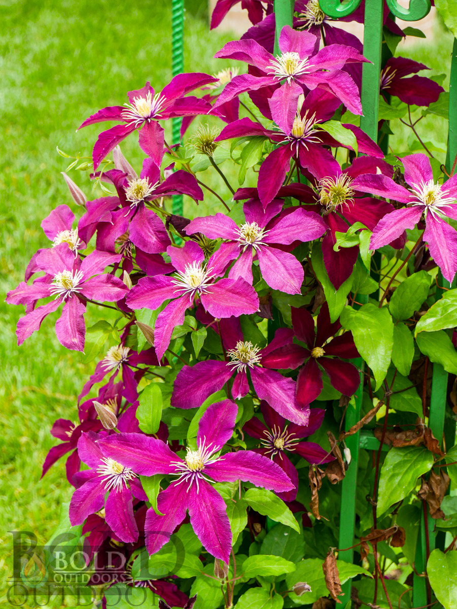 Niobe Clematis