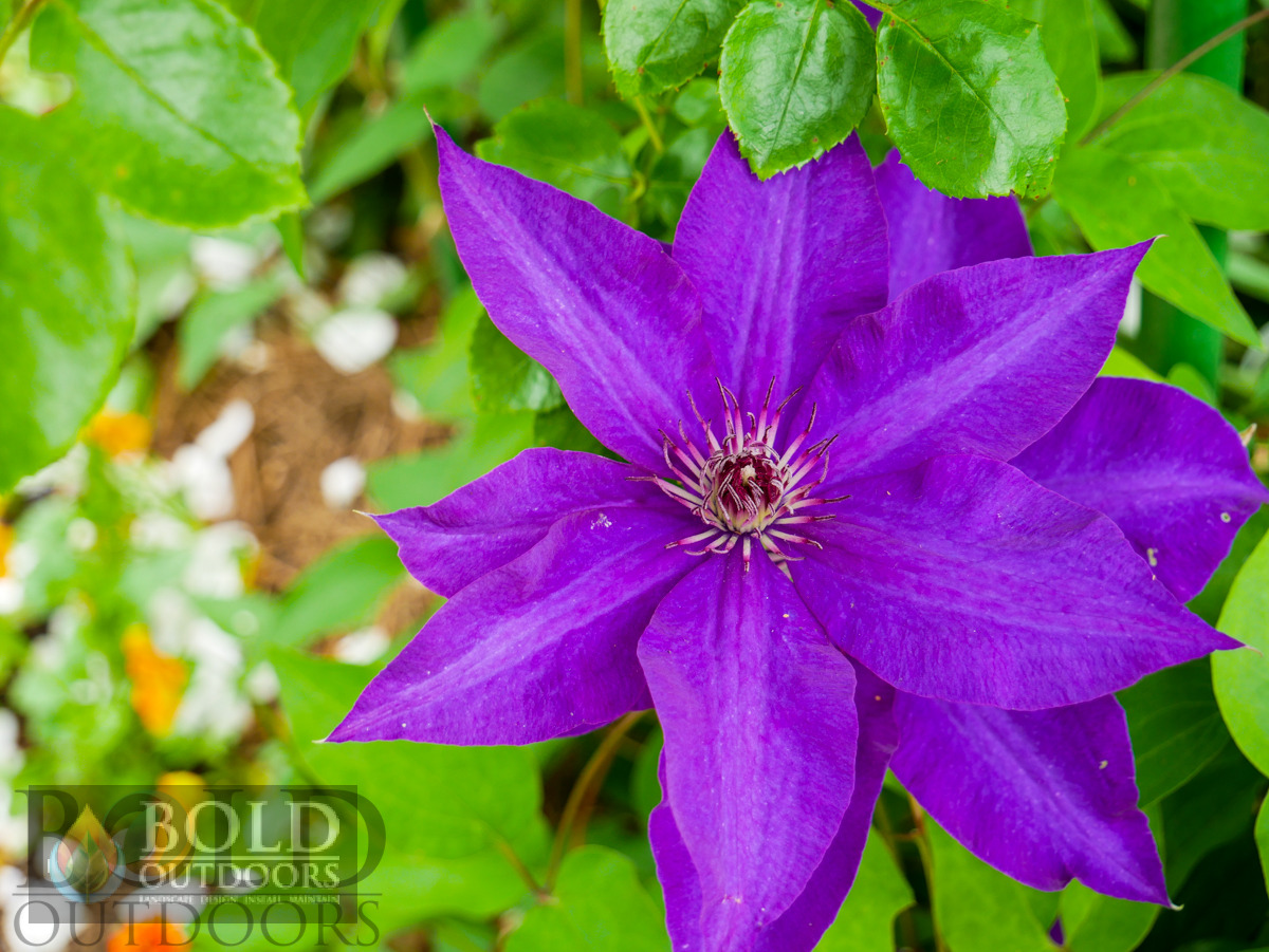 The President Clematis