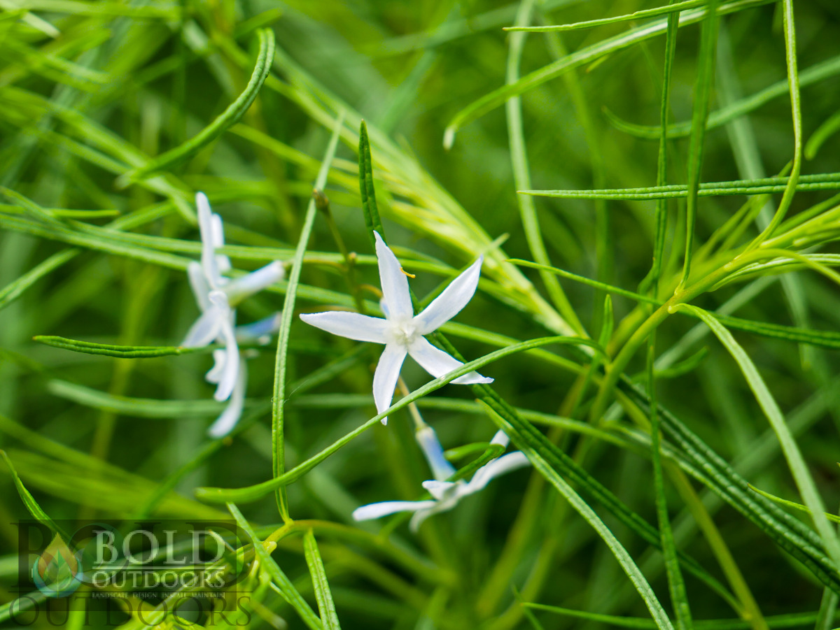 Blue Star