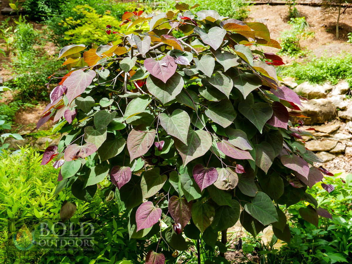 Ruby Falls Weeping Redbud