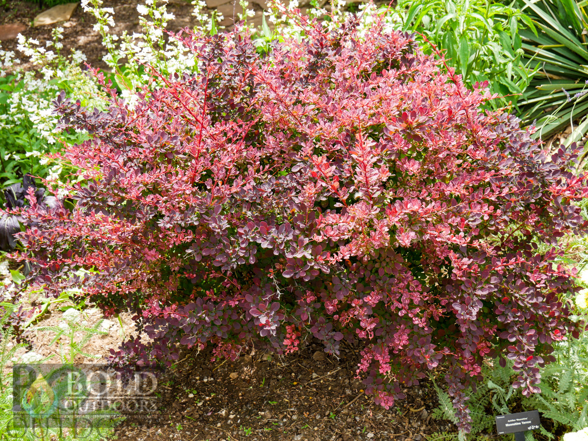 Red Leaf Japanese Barberry