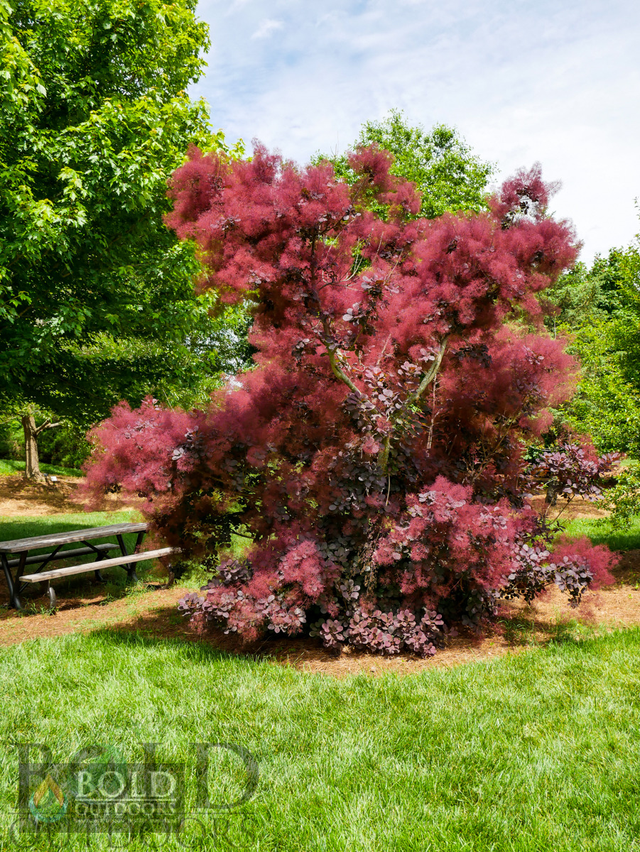 Royal Purple Smoke Tree