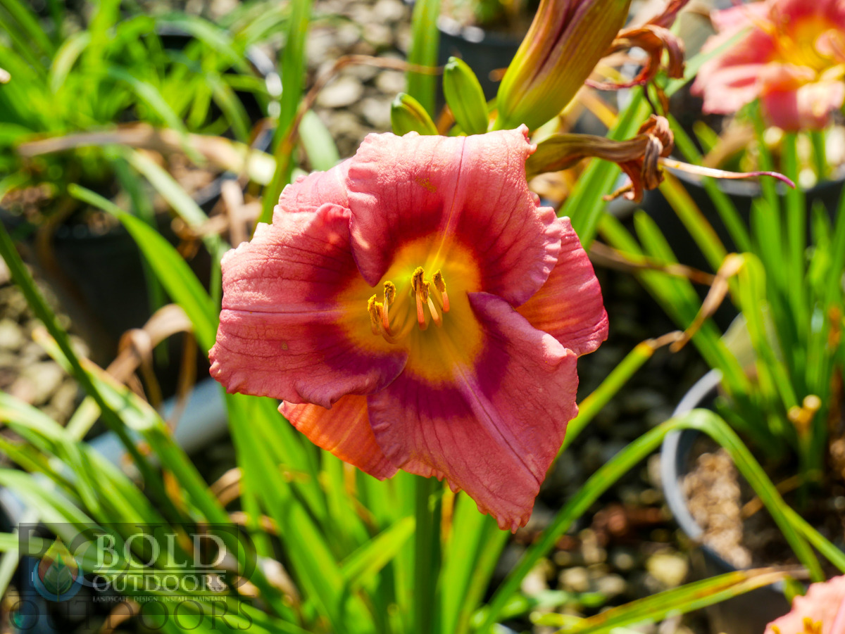 Rosy Returns Daylily