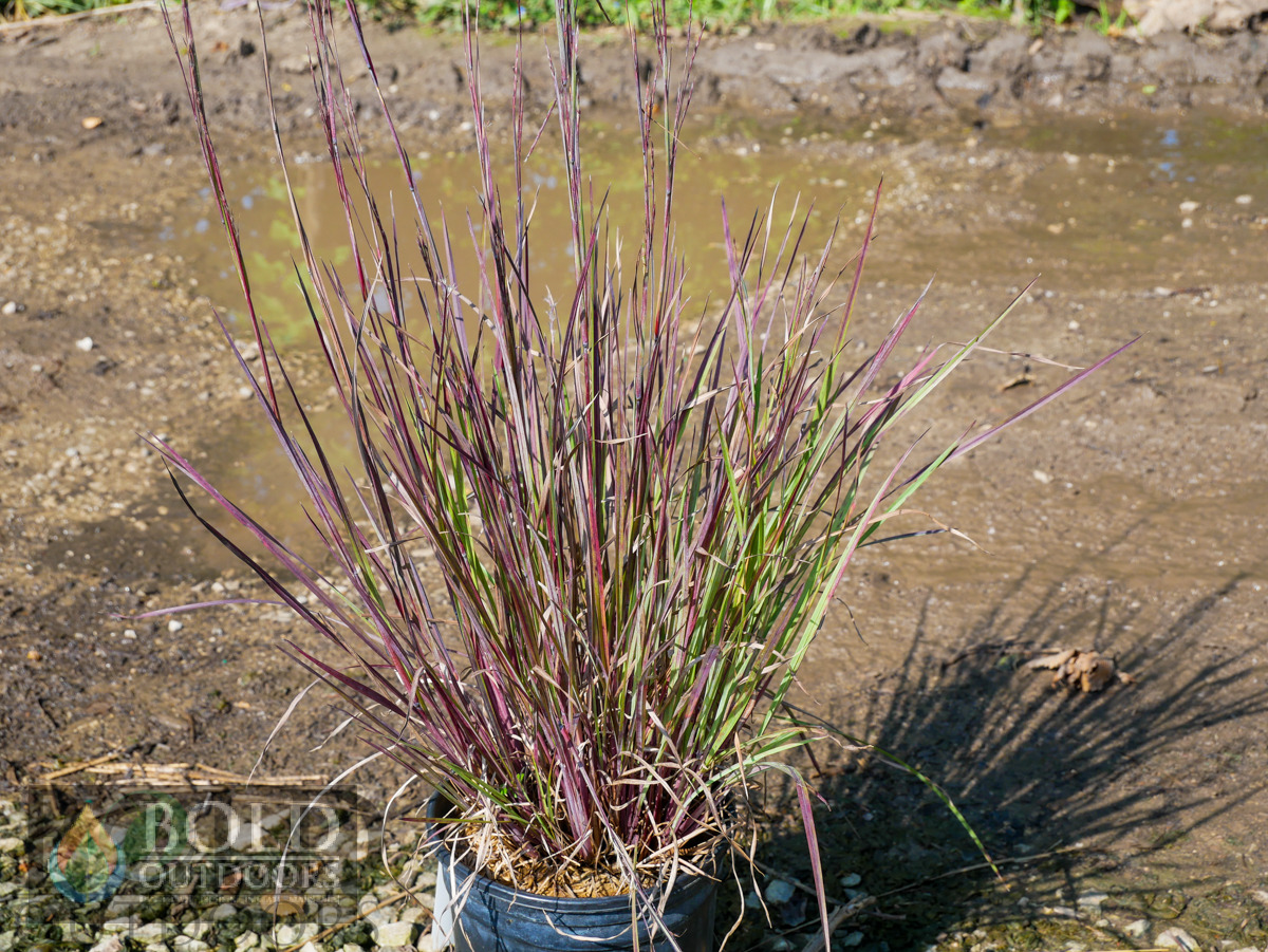 Smoke Signal Little Bluestem