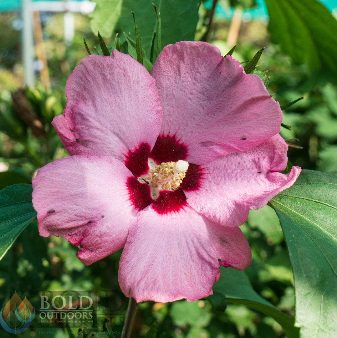 Aphrodite Althea