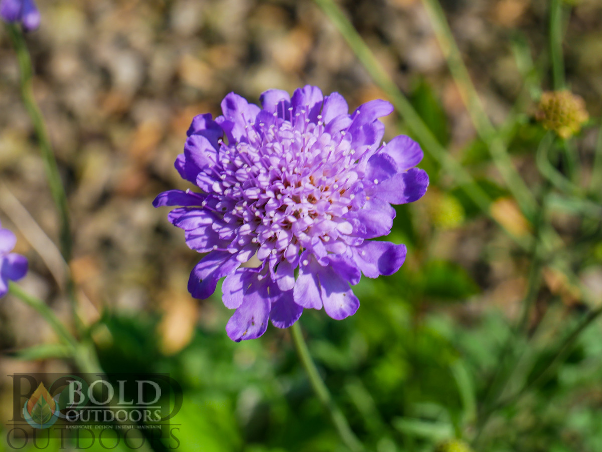 Butterfly Blue Pincushion Flower