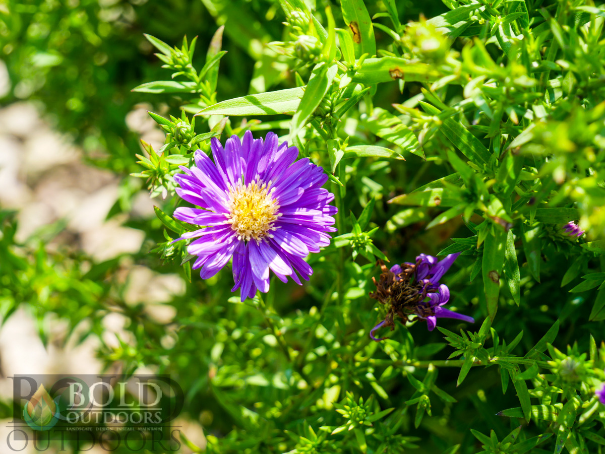 Kickin Lilac Blue Aster