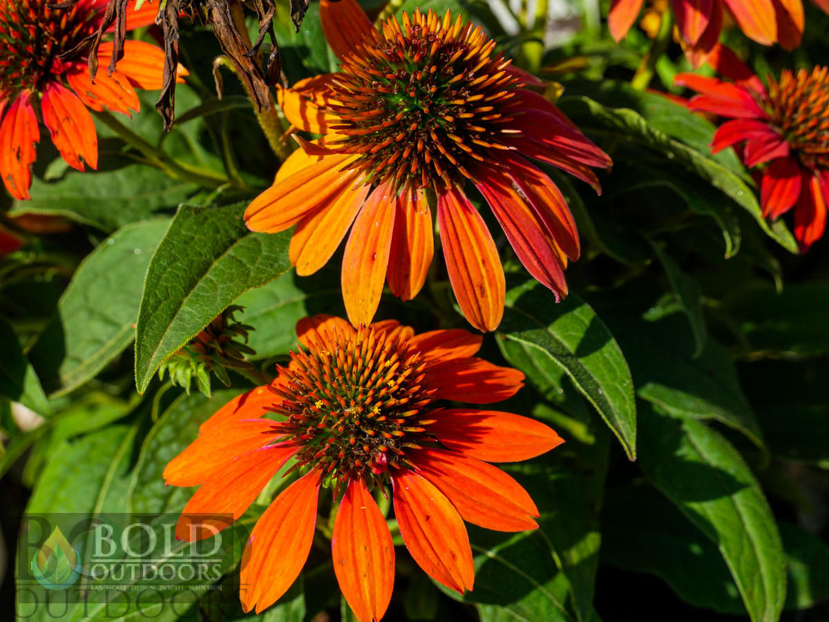 SOMBRERO® Adobe Orange Coneflower