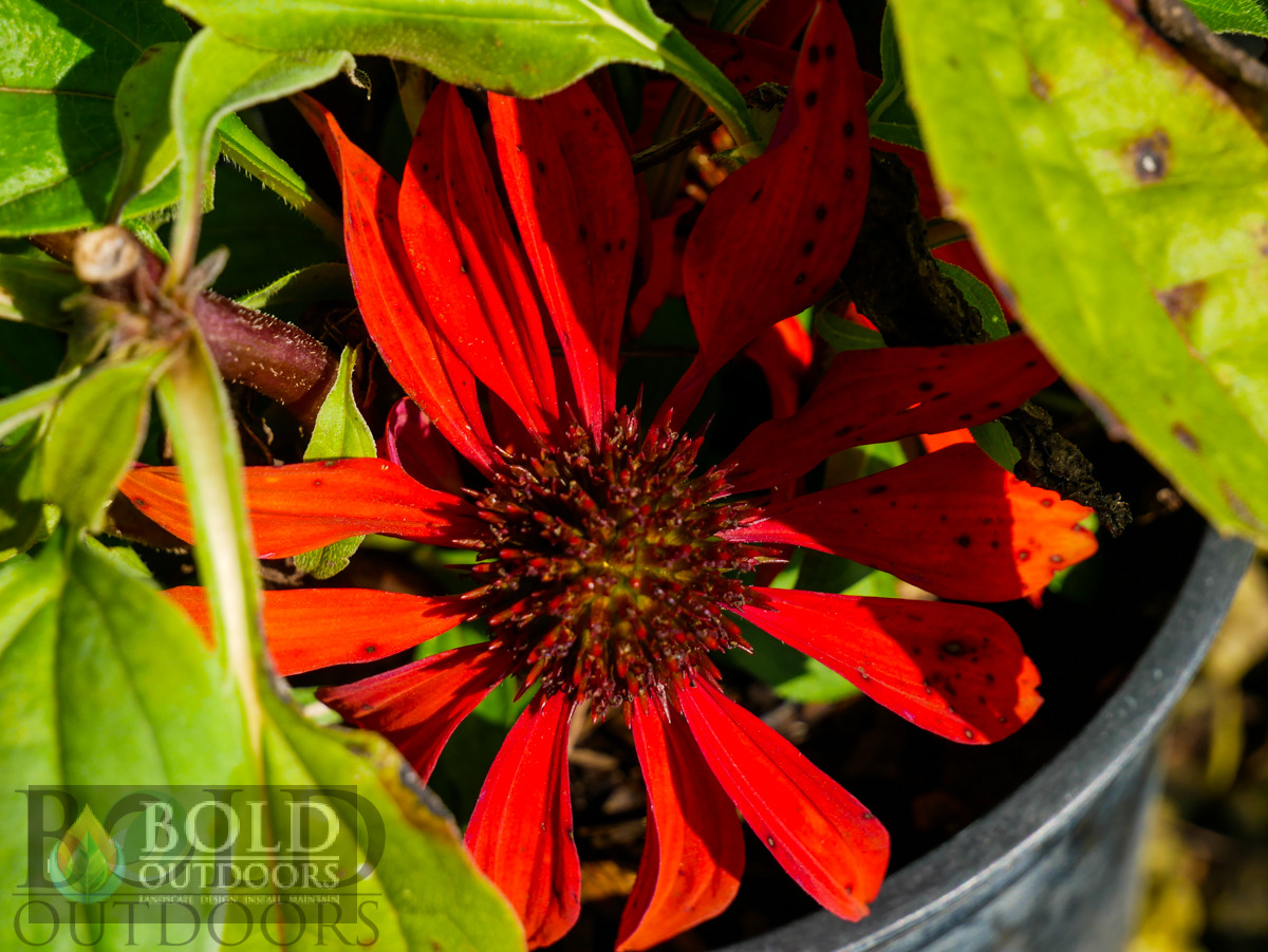 SOMBRERO® Sangrita Coneflower