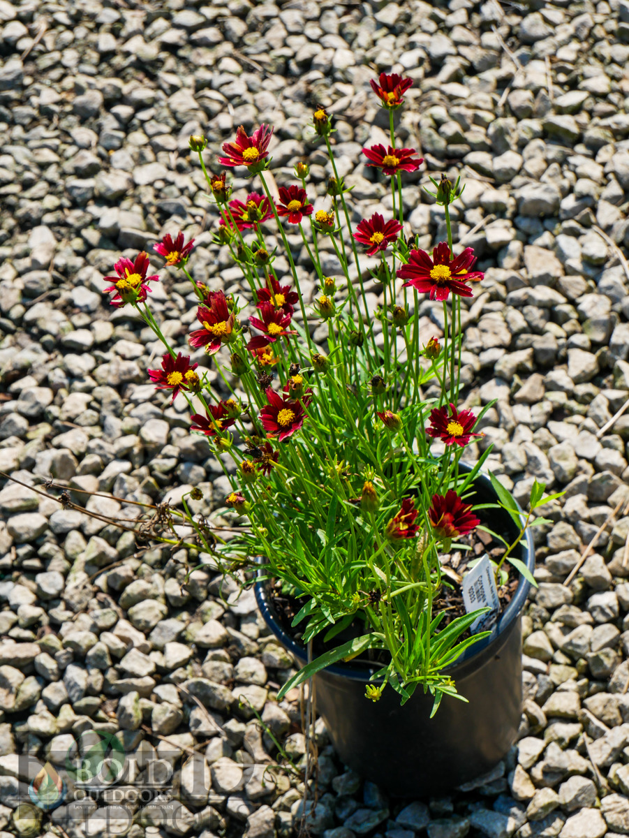 Red Elf Coreopsis